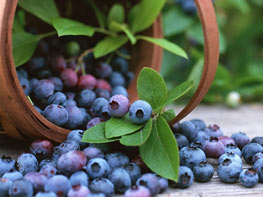 Chilean Blueberries